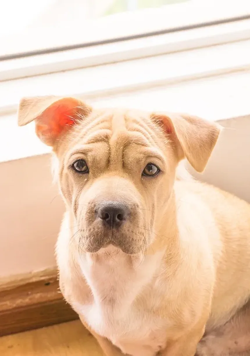 5 Recompensas Criativas para Cães que Não São Comida