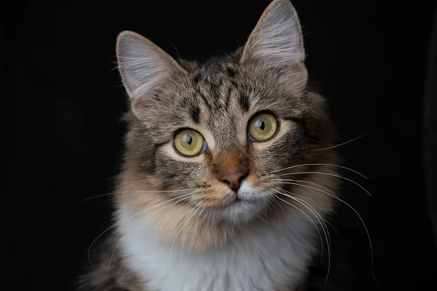 7 Dicas Infalíveis para Criar Laços Fortes com Seu Gato