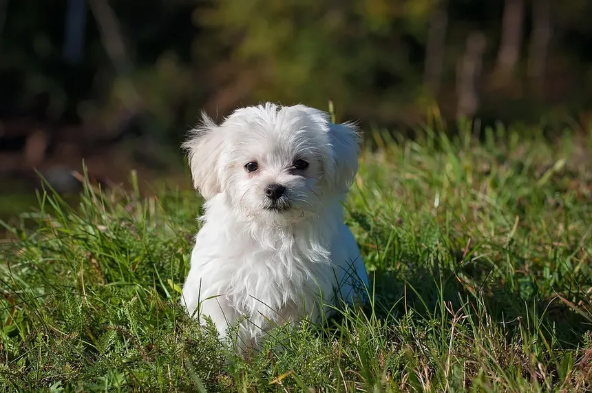 Alergia à Saliva de Cão: Sintomas e Como Viver com Seu Pet