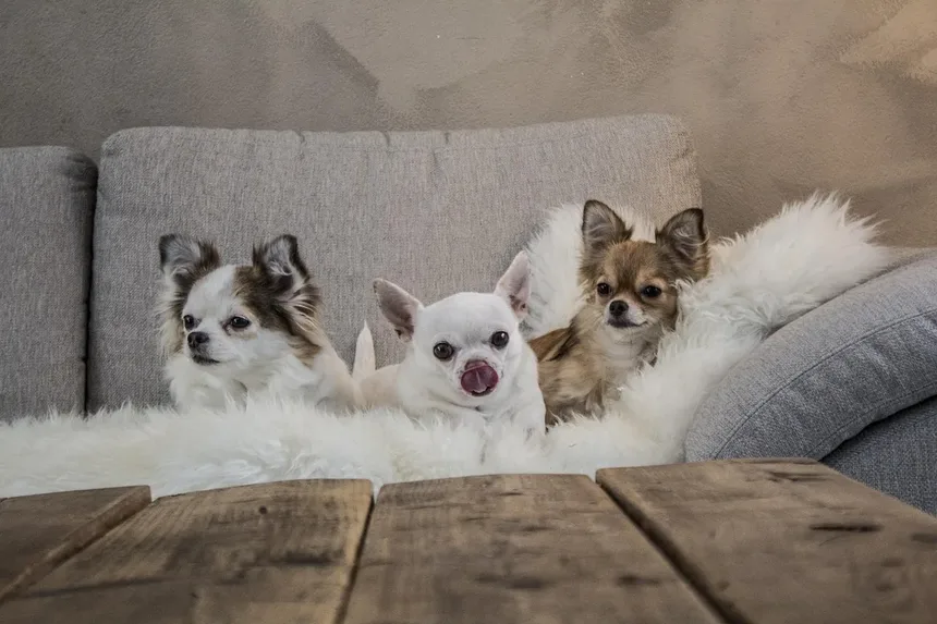Amitriptilina para Animais de Estimação: Tudo o Que Você Precisa Saber