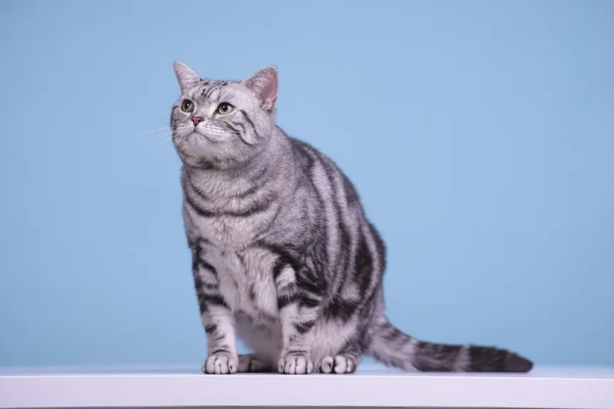 As Árvores de Natal São Perigosas para Gatos? Descubra Agora!