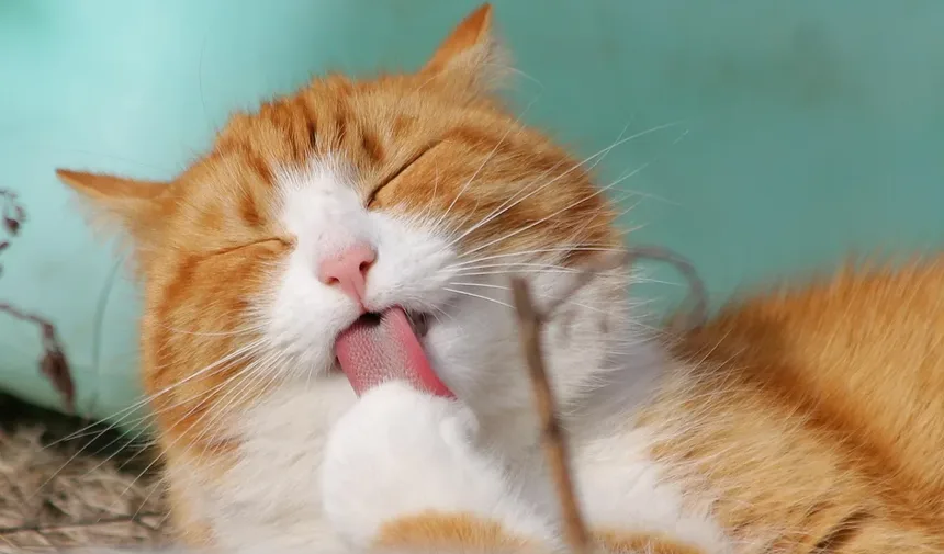 Os Gatos São Inteligentes? Descubra a Verdade Sobre a Mente Felina!