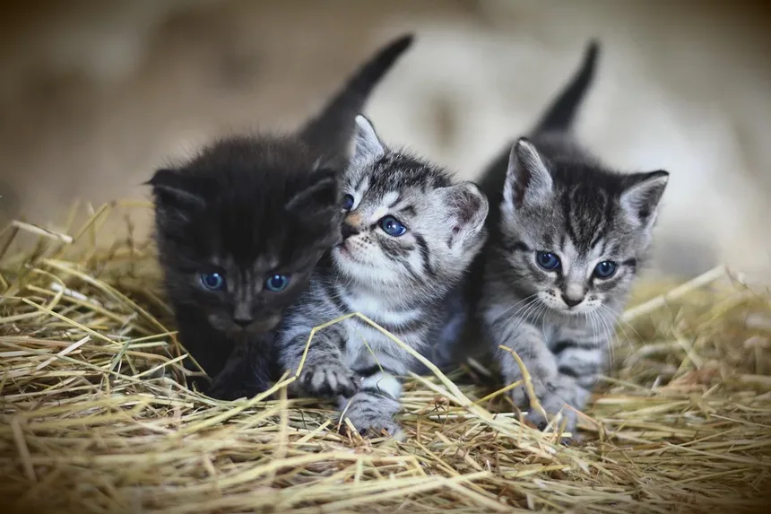 Cataratas em Gatos: Sintomas, Tratamento e Como Cuidar