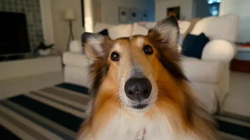 Diferenças Cruciais Entre Ração para Filhotes e Ração para Cães Adultos: Guia Completo