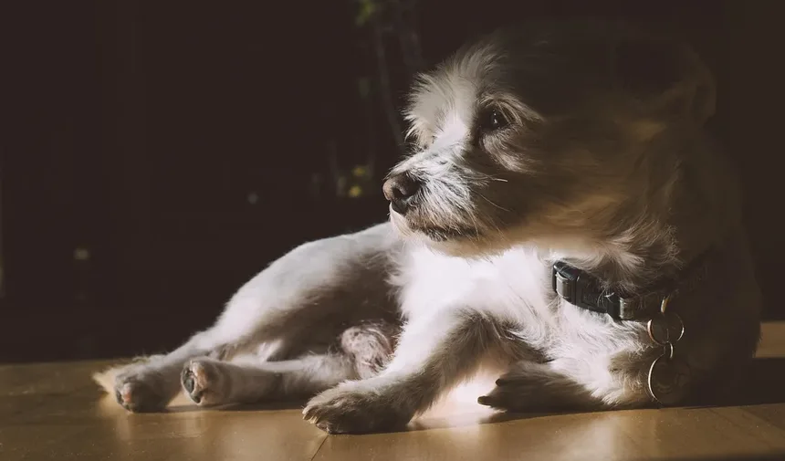 Dieta e Nutrição para Cães Mais Velhos