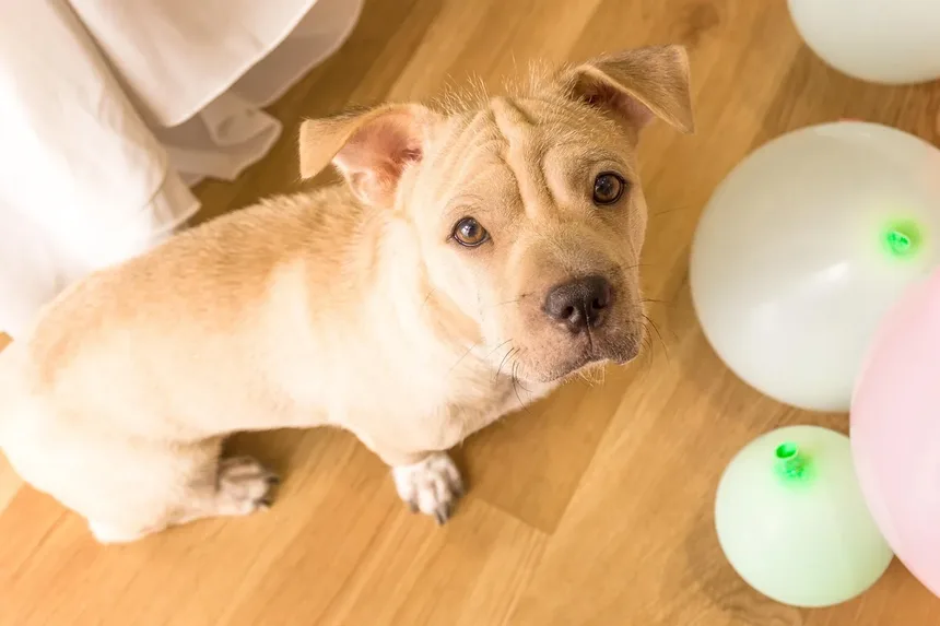 Distemper em Furões: Sintomas, Tratamento e Como Proteger Seu Animal de Estimação