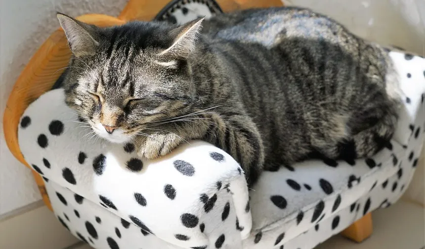 Os Gatos Sentem Vergonha? Descubra a Verdade por Trás Comportamentos