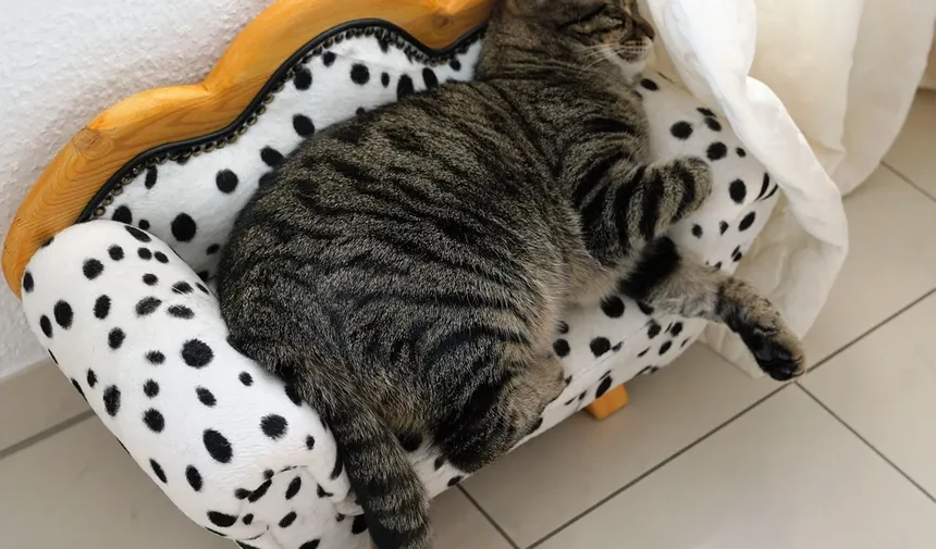 Febre em Gatos: Sintomas, Causas e Tratamentos (Guia 2024)