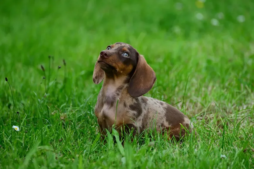 Guia de Alimentação e Nutrição para Cães Mais Velhos e Idosos
