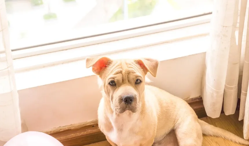 Infarto em Cães: Sintomas, Causas e O Que Fazer
