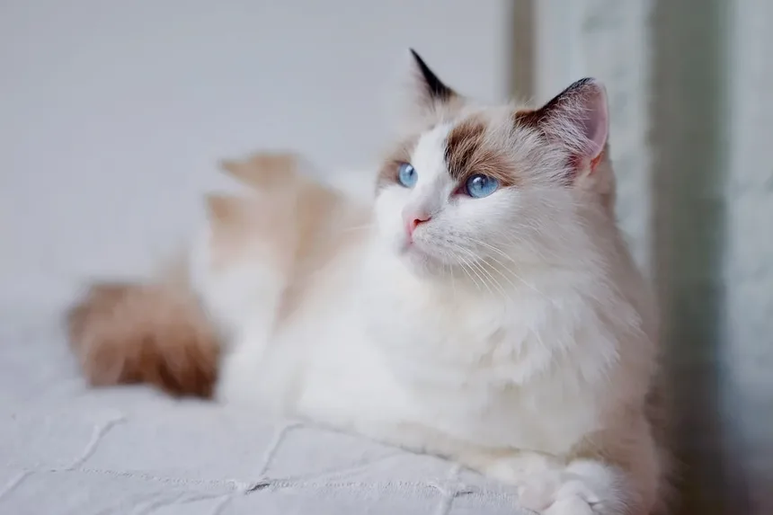 Como Preparar Sua Casa para um Novo Gato: 10 Dicas Essenciais
