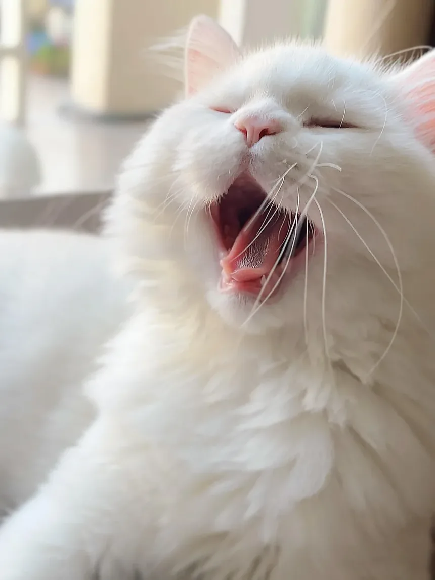Como Acalmar um Gato Superestimulada: 5 Dicas Infalíveis
