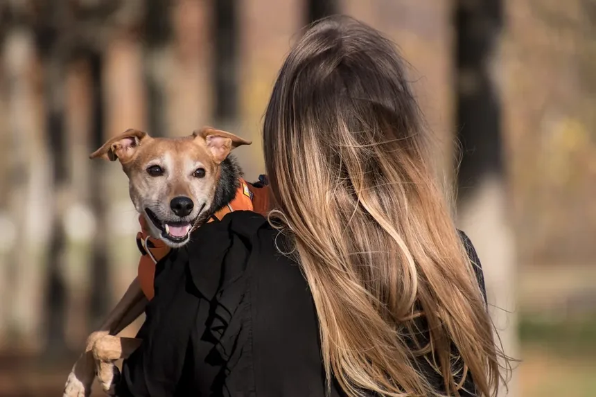 Como Proteger Cães e Gatos de Carrapatos com os Remédios Certos