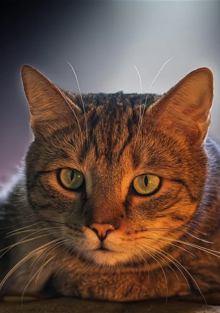 Como Proteger Seu Gato dos Perigos das Carrapatos: Guia Completo