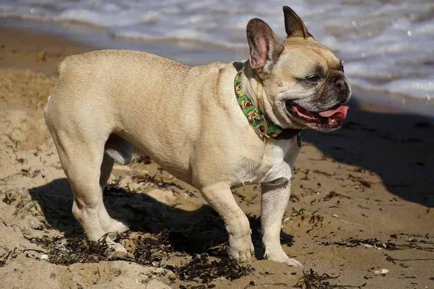 Síndrome do Tremelique em Cães: Tudo o que Você Precisa Saber