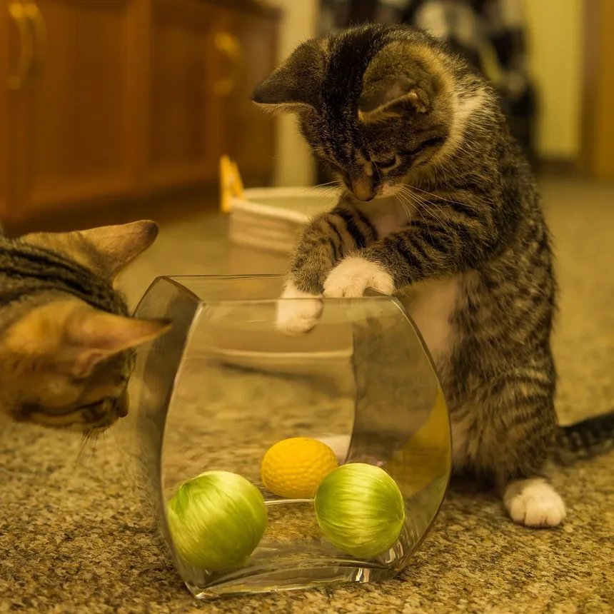 Tritrichomonas Fetus em Gatos: Sintomas, Tratamento e Prevenção