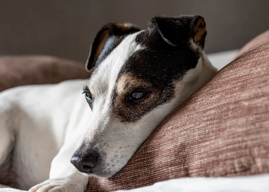 O Que Cães Idosos Precisam em Sua Dieta? Tudo o Que Você Precisa Saber