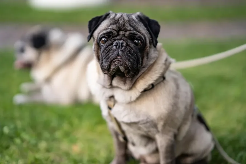 Por Que Meu Cachorro Faz Cocô Dentro de Casa? 7 Razões e Soluções