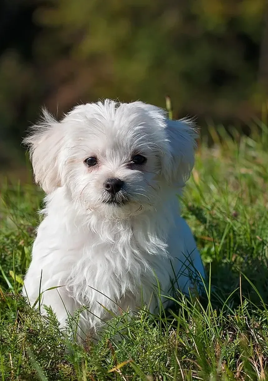 Por Que Meu Cachorro Me Ignora? 7 Razões e Soluções Práticas