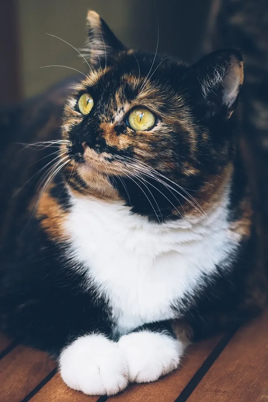 Melhor Ração Seca para Gatos Idosos com Problemas Dentários