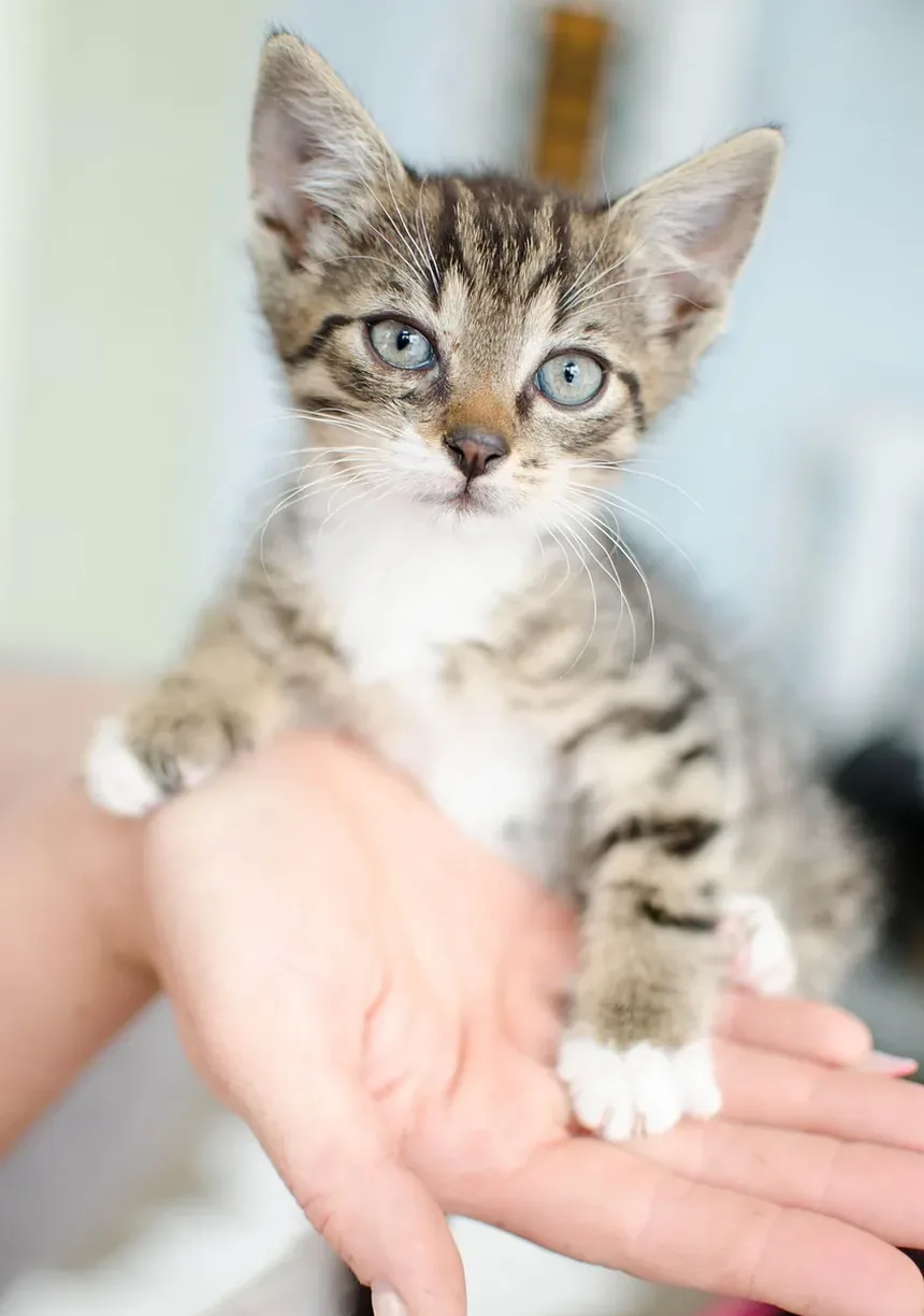 Melhor Ração Seca para Gatos Idosos com Problemas Dentários