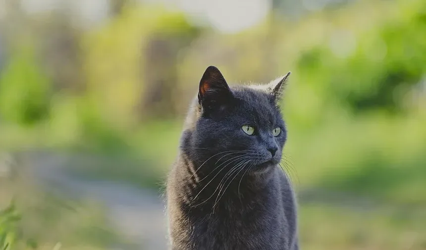 Melhor Ração Seca para Gatos Idosos com Problemas Dentários