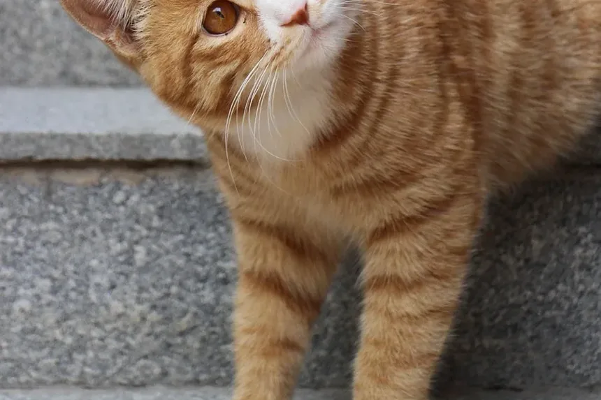 Melhor Ração Seca para Gatos Idosos com Problemas Dentários