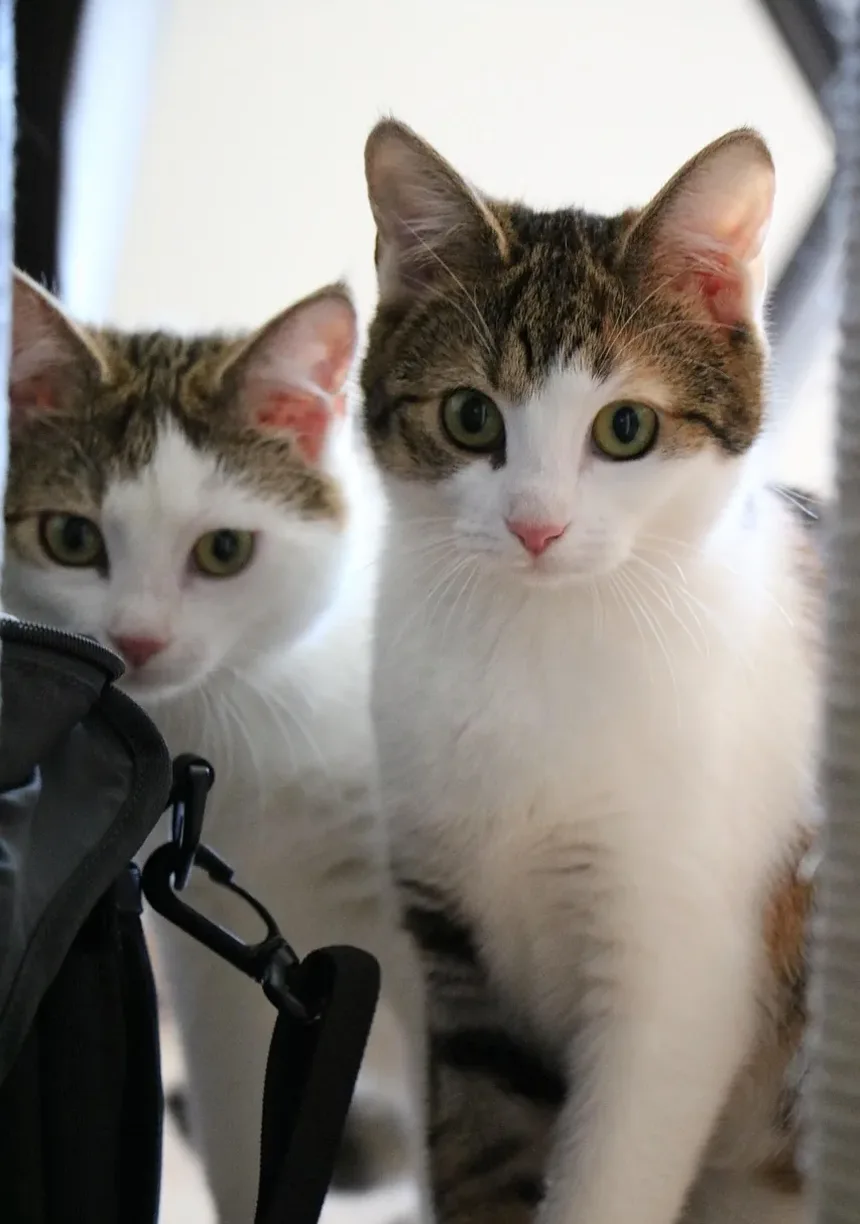 Melhor Ração Seca para Gatos Idosos com Estômagos Sensíveis