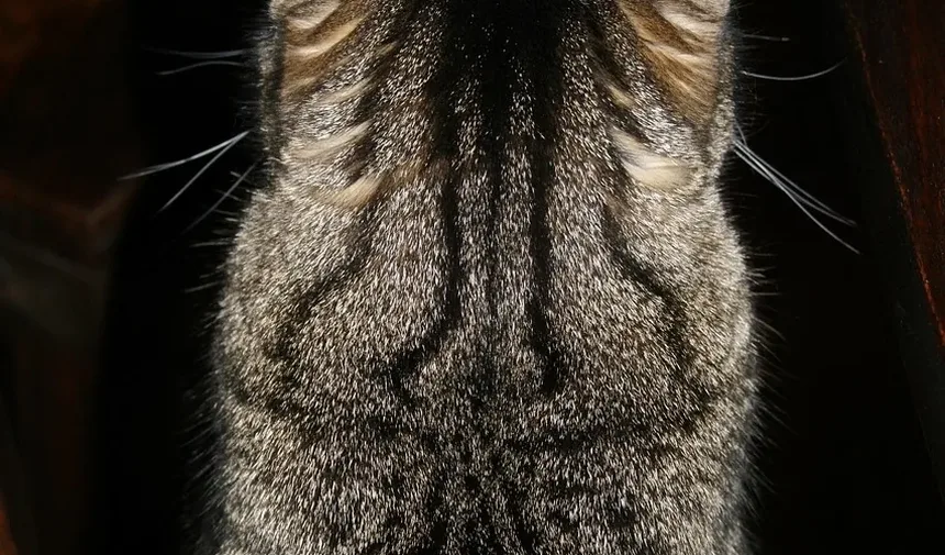 Melhor Ração Seca para Gatos Idosos com Estômagos Sensíveis