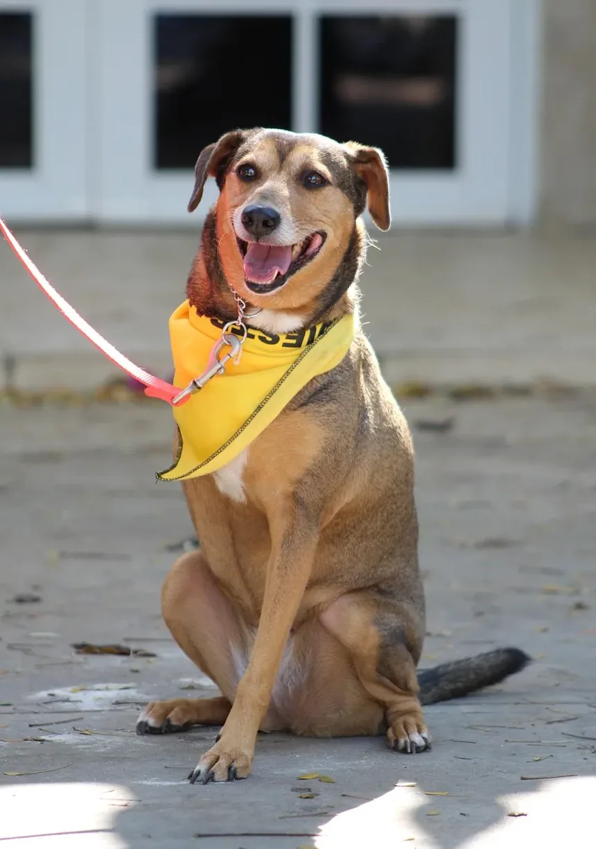 Melhor Alimentação para Cães Após o Parto: Um Guia Completo