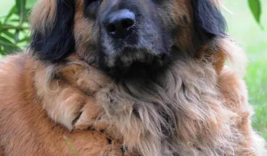 Melhor Alimentação para Cães Após o Parto: Um Guia Completo