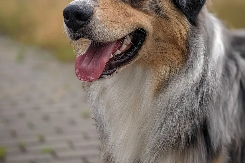 Melhor Alimentação para Cães Após o Parto: Um Guia Completo