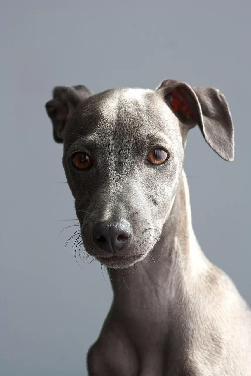 Melhor Alimentação para Cães Após Cirurgia: Um Guia Completo