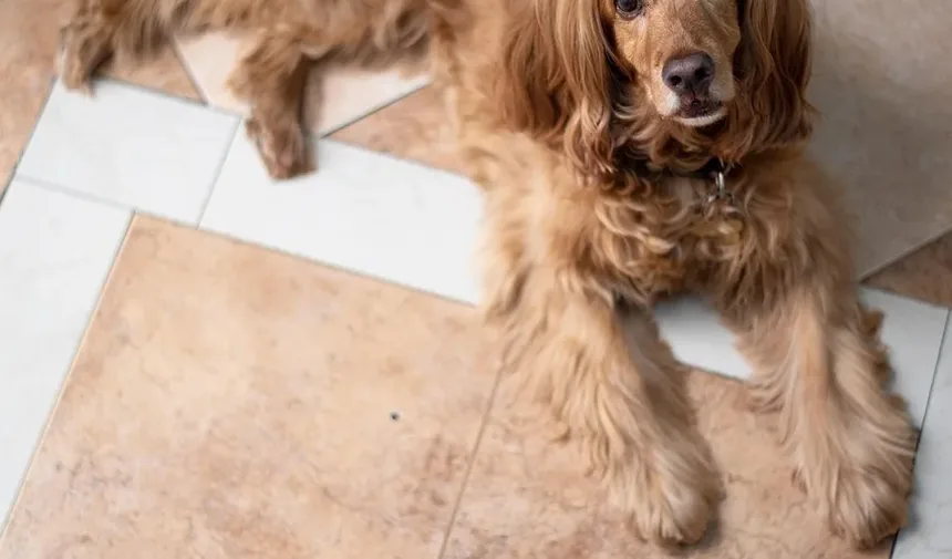 Melhor Alimentação para Cães Após Cirurgia: Um Guia Completo