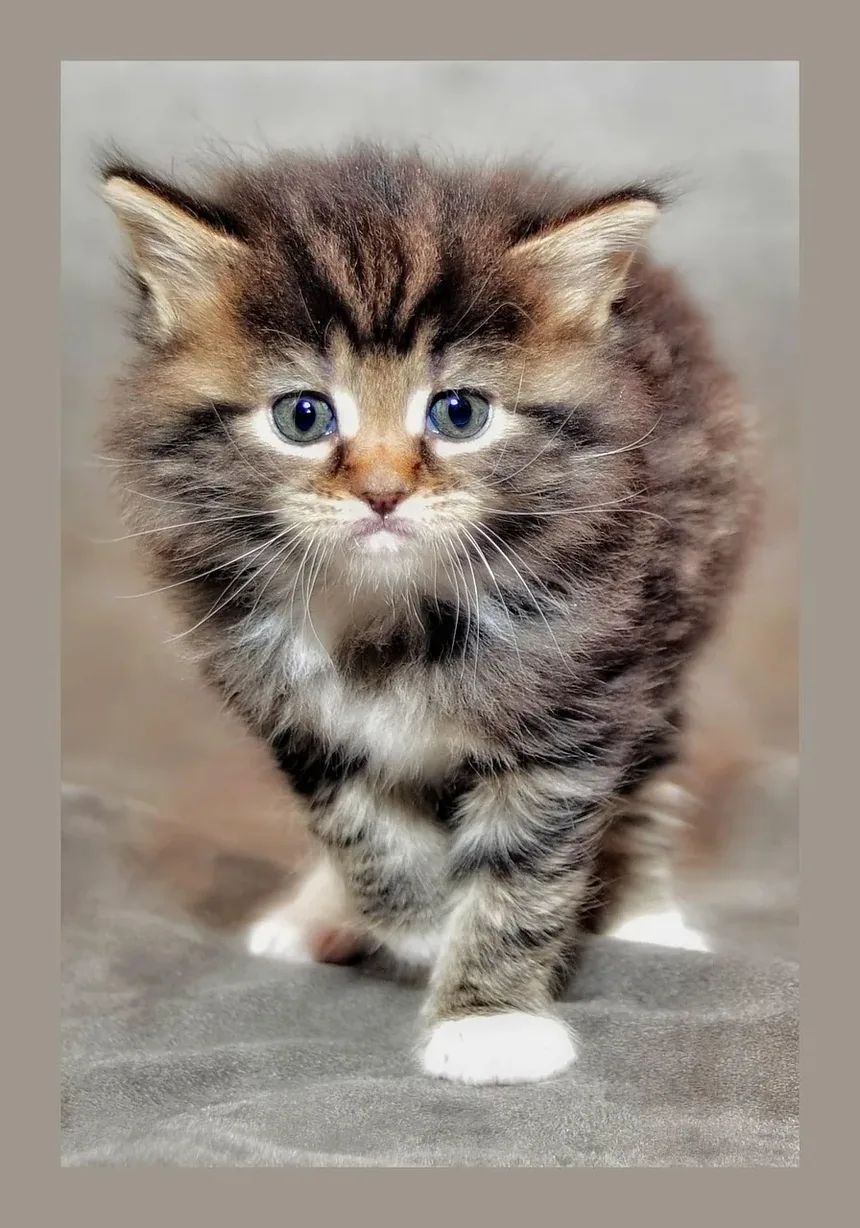 Melhor Ração Hipoalergênica para Gatos com DII