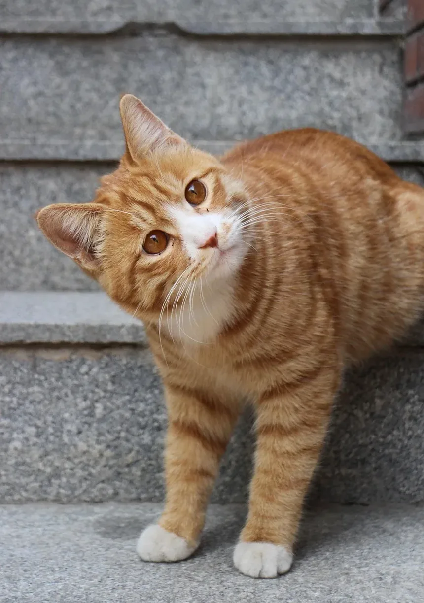 Melhor Ração Hipoalergênica para Gatos com DII