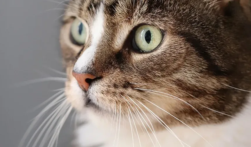 Melhor Ração Hipoalergênica para Gatos com DII