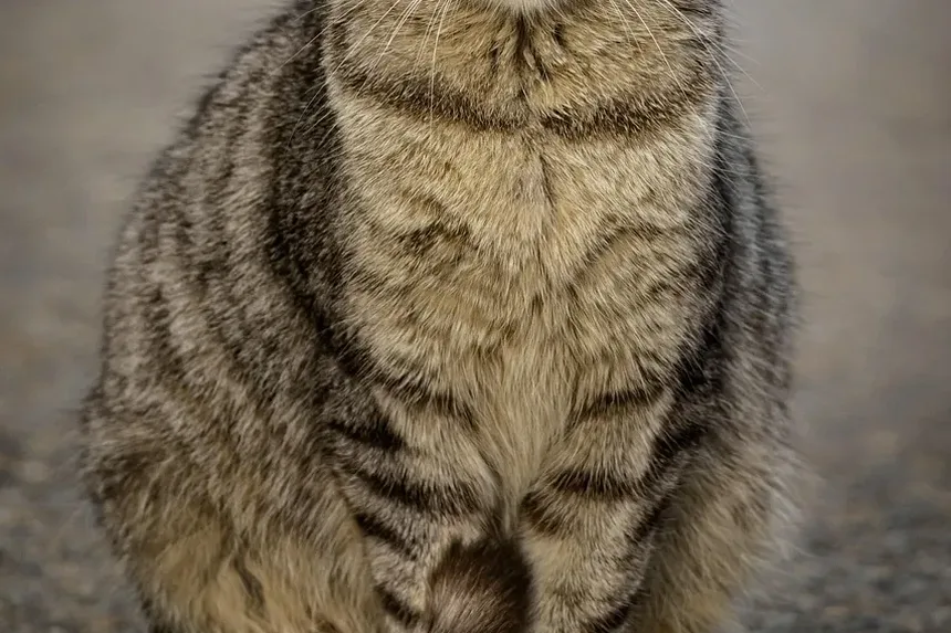 Melhor Ração Hipoalergênica para Gatos com DII