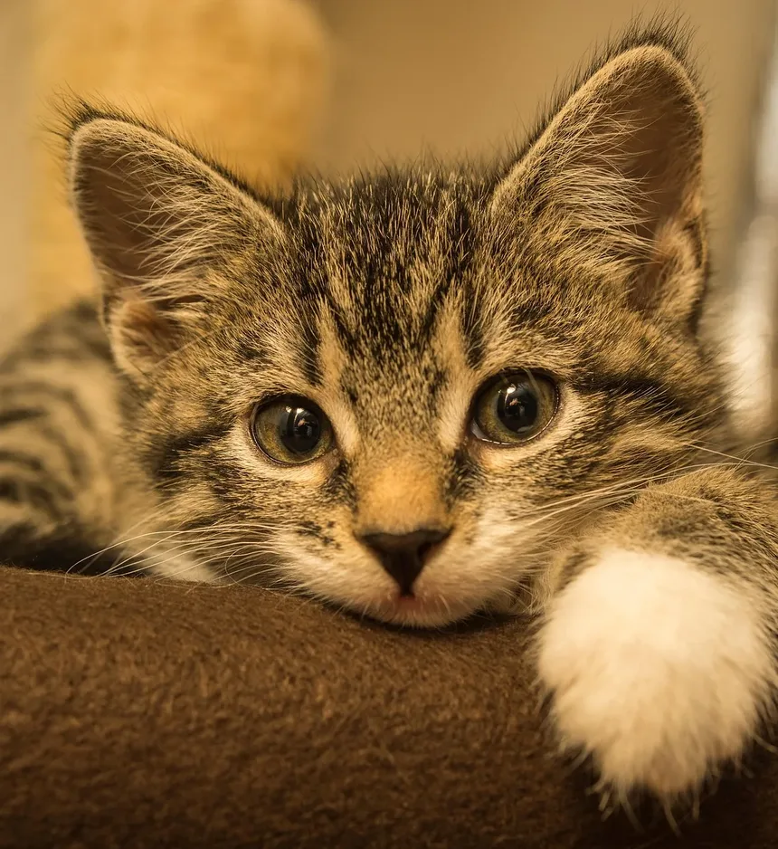 Melhor Ração para Gatos com Ingredientes Limitados para Alergias de Pele