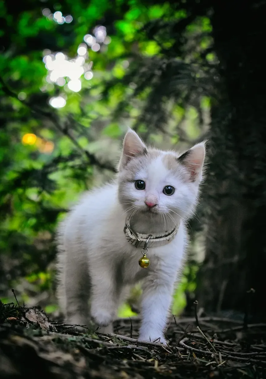 Melhor Ração para Gatos com Ingredientes Limitados para Alergias de Pele