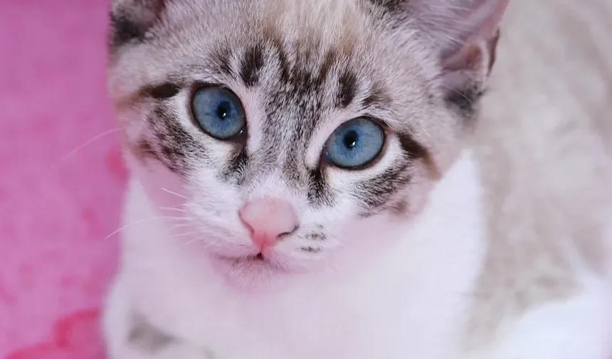 Melhor Ração para Gatos com Ingredientes Limitados para Alergias de Pele