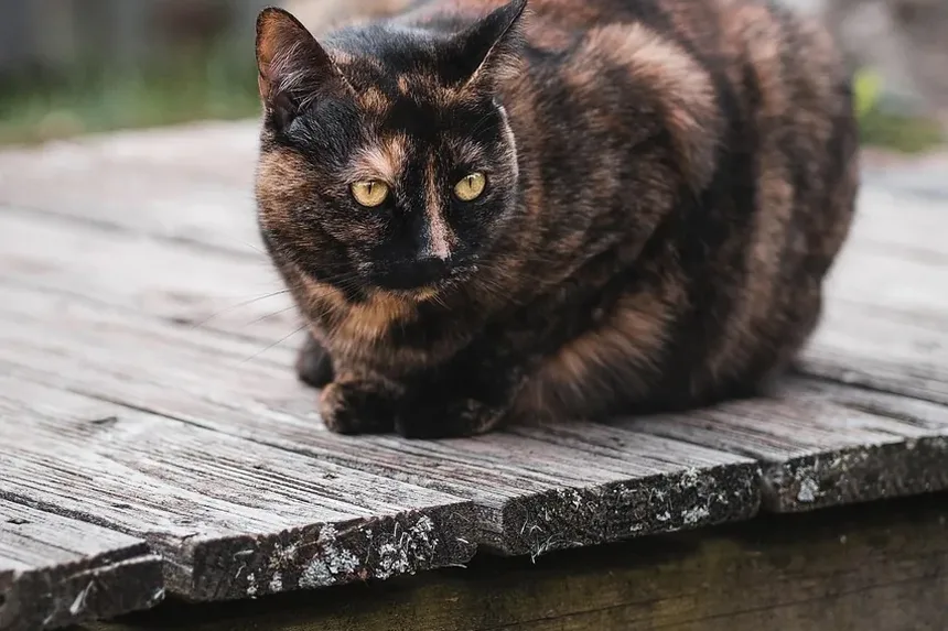 Melhor Ração para Gatos com Ingredientes Limitados para Alergias de Pele