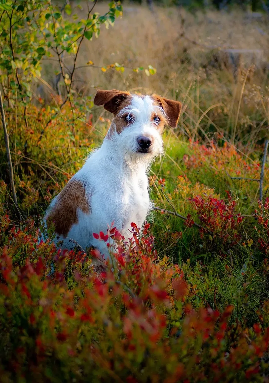 Cães Podem Ser Veganos e Saudáveis?