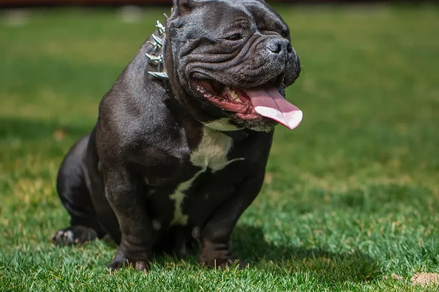 Cães Podem Ser Veganos e Saudáveis?