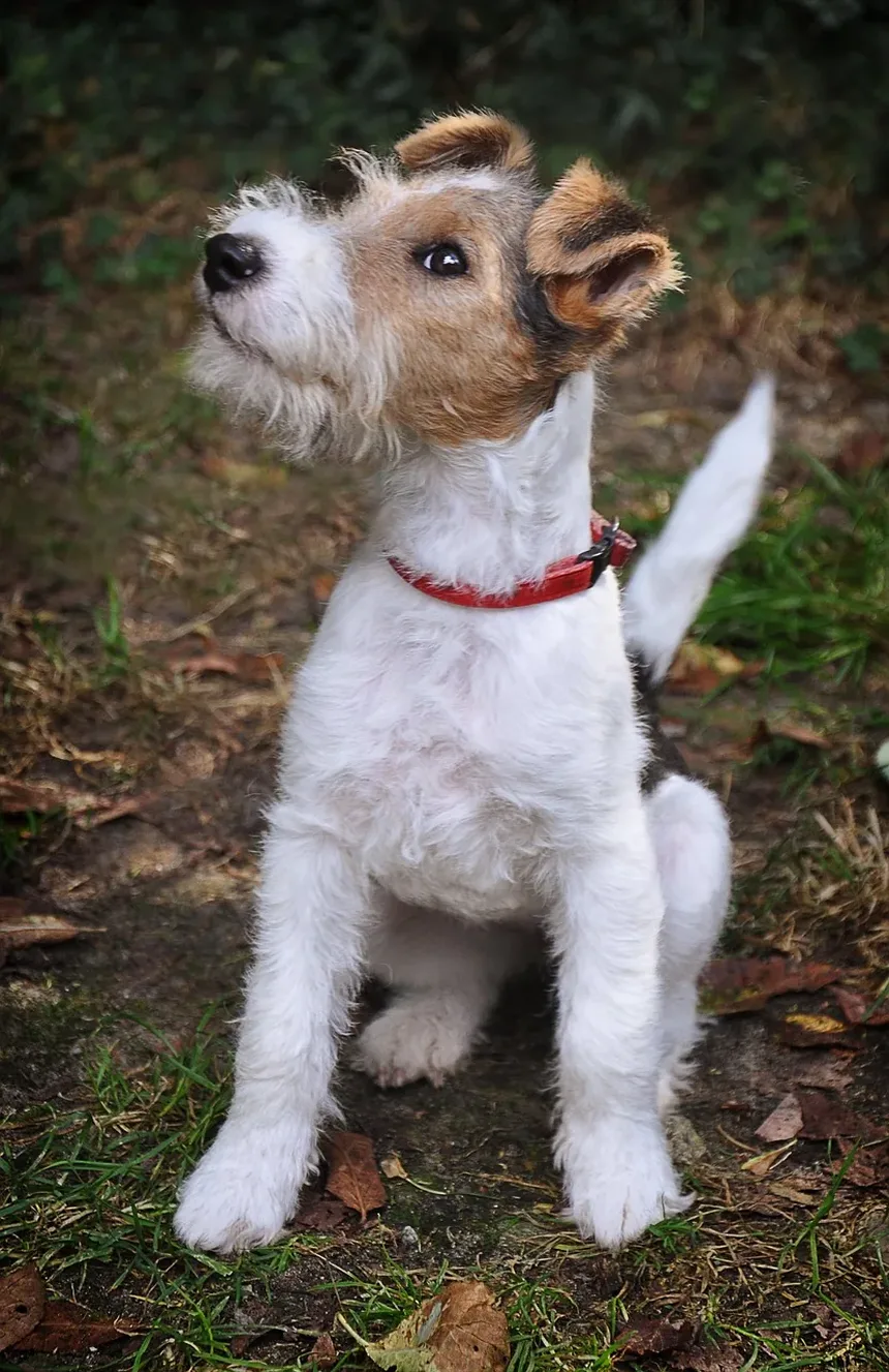 Receita Caseira de Biscoitos para Cachorro com Queijo: Um Petisco Delicioso para Seu Amigo