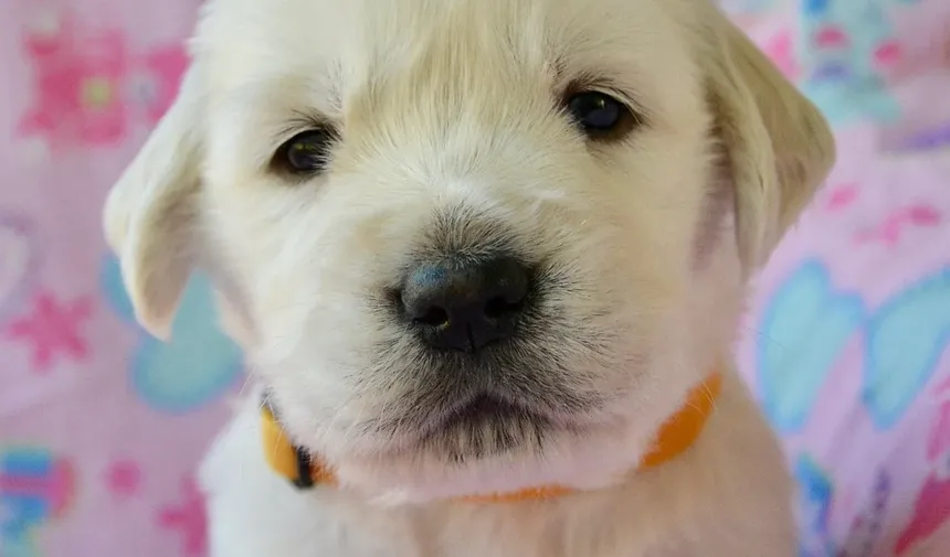 Receita Caseira de Biscoitos para Cachorro com Queijo: Um Petisco Delicioso para Seu Amigo