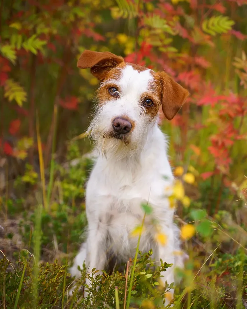 Receita Caseira de Petiscos para Cães contra Mau Hálito