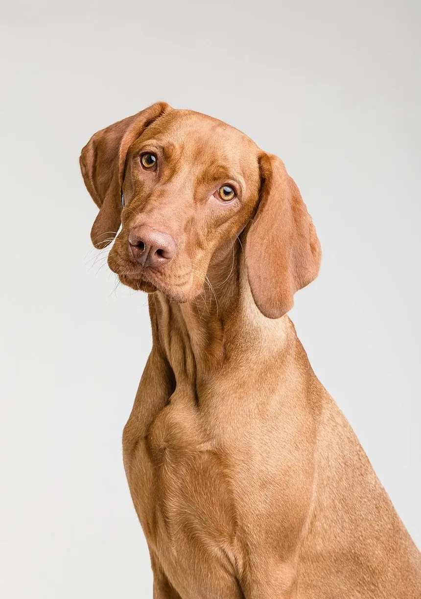 Receita Caseira de Petiscos para Cães contra Mau Hálito