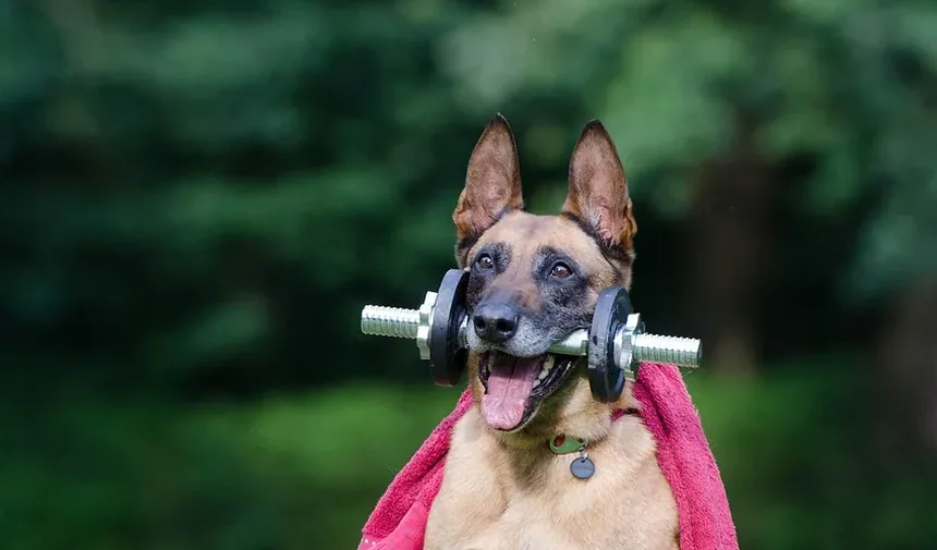 Receita Caseira de Petiscos para Cães contra Mau Hálito