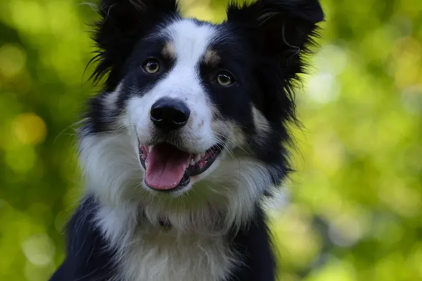 Receita Caseira de Petiscos para Cães contra Mau Hálito